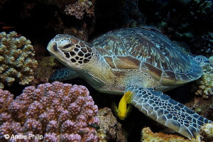 "Resting in the reef" - Green turtle and friend
Wadi Gim... by Andre Philip 